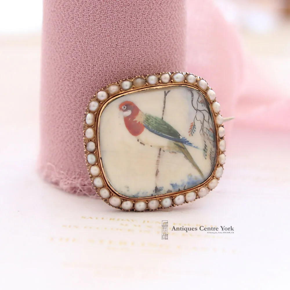 Victorian 15ct Pearl Miniature Hand Painted Exotic Bird Brooch