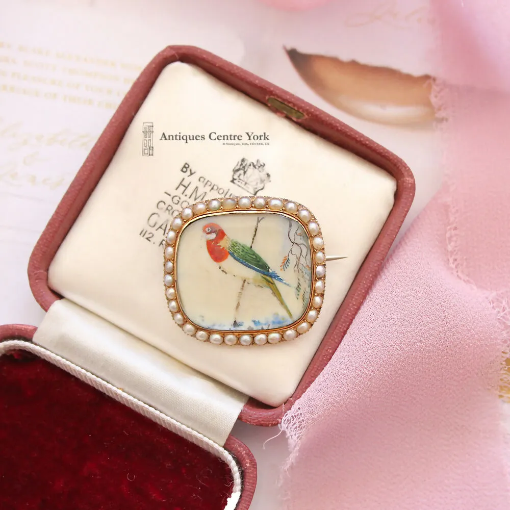 Victorian 15ct Pearl Miniature Hand Painted Exotic Bird Brooch